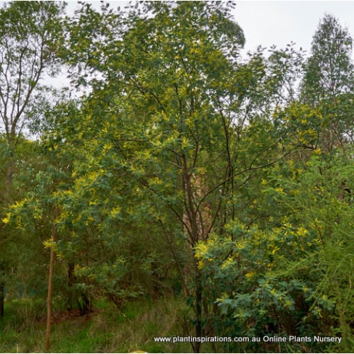 Acacia Silver Wattle x 1 Plants Blue Mimosa Native Trees Gold Yellow Flowering Plants Hardy Drought Frost Resistant Bird Attracting dealbata